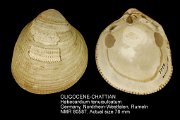 OLIGOCENE-CHATTIAN Habecardium tenuisulcatum